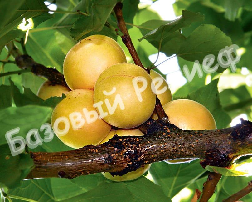 Абрикос Эдельвейс