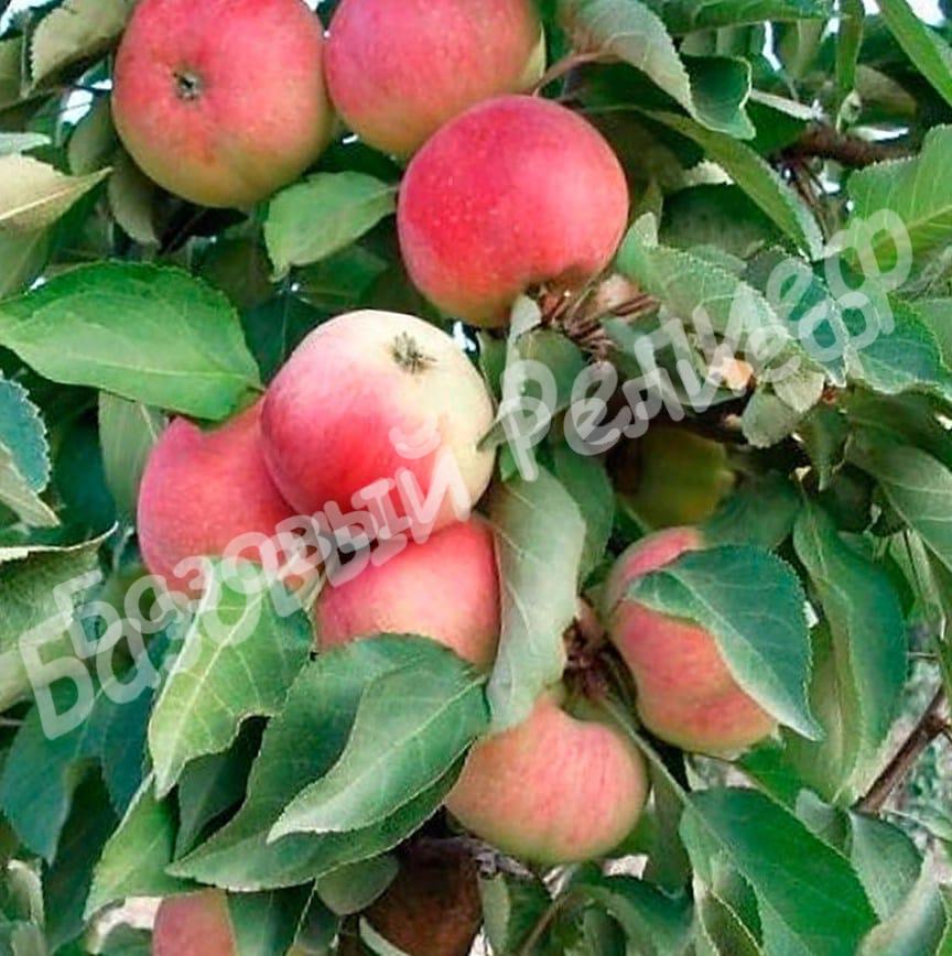 Яблоня колоновидная Кумир