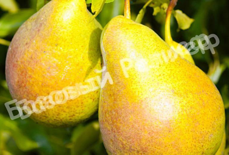 Груша Видная