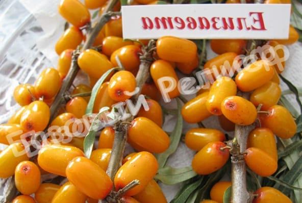 Облепиха Елизавета