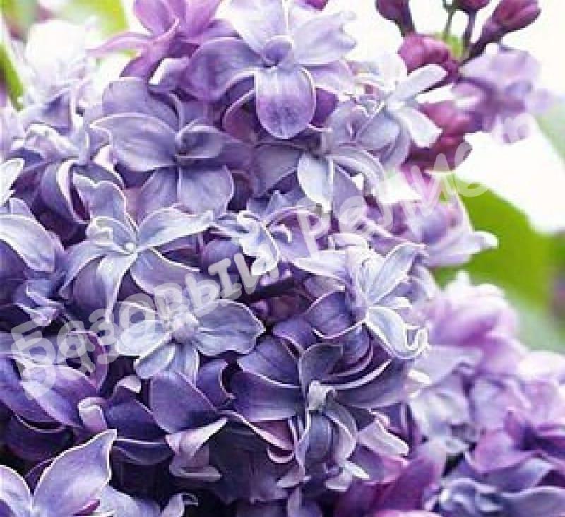 Сирень обыкновенная Надежда Syringa vulgaris Na