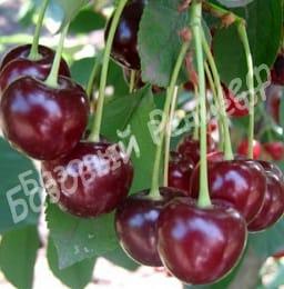 Вишня обыкновенная Грониаста з Уйфехерто