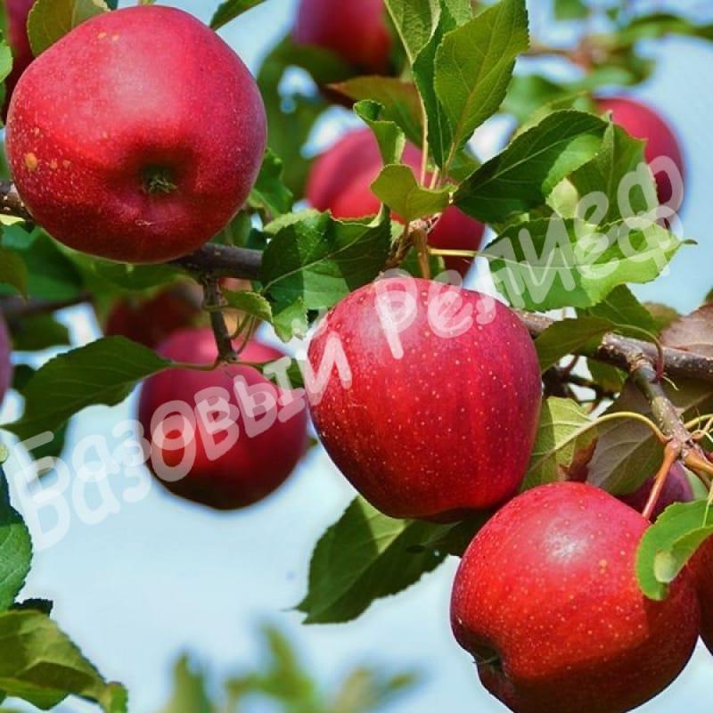 Яблоня Веньяминовское