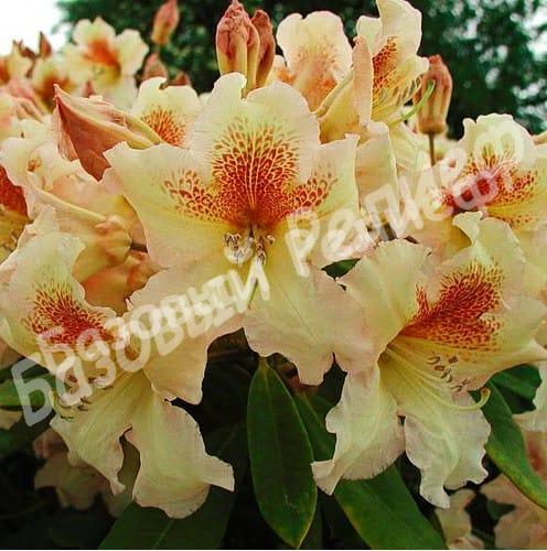 Рододендрон Бернштейн (Rhododendron Bernstein) гибридный