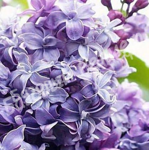 Сирень обыкновенная Надежда Syringa vulgaris Na