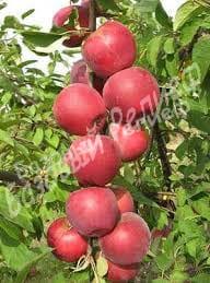 Яблоня колоновидная Кумир