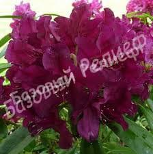 Рододендрон Поларнахт (Polarnacht)