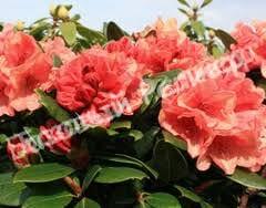 Рододендрон Бернштейн (Rhododendron Bernstein) гибридный