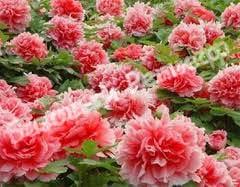 Рододендрон Бернштейн (Rhododendron Bernstein) гибридный