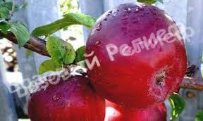 Яблоня Анис