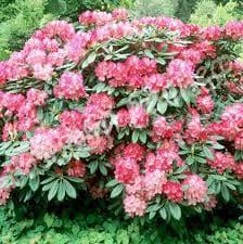 Рододендрон Сесиль (Cecile)