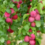 Слива русская (алыча) Кубанская Комета