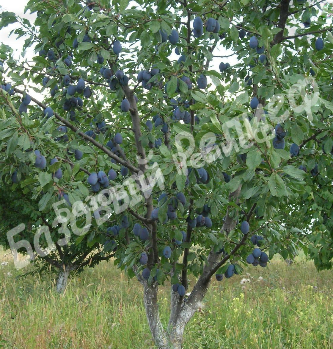 Слива Волжская Ранняя