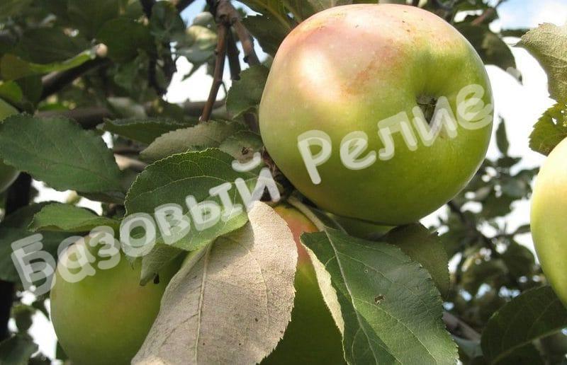 Яблоня Богатырь