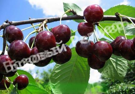 Вишня Колоновидная Шоколадный Мусс