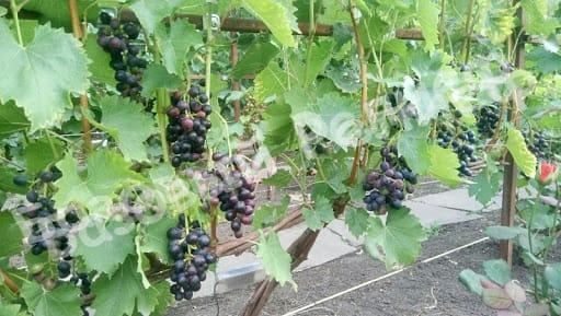 Виноград Мускат Блау