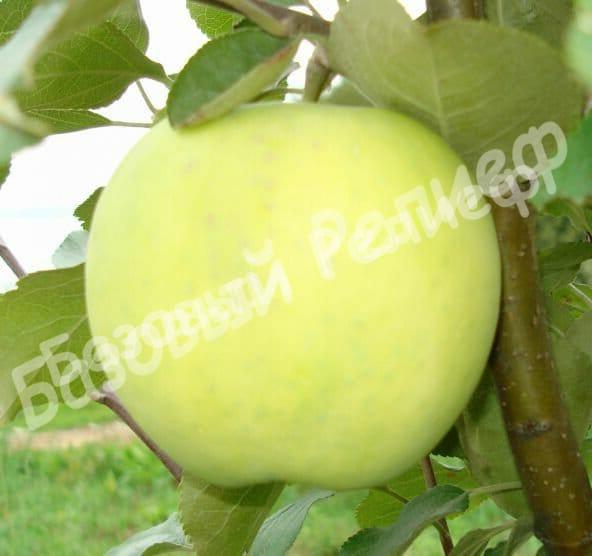 Яблоня Папировка