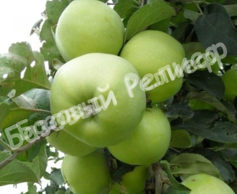 Яблоня Антоновка
