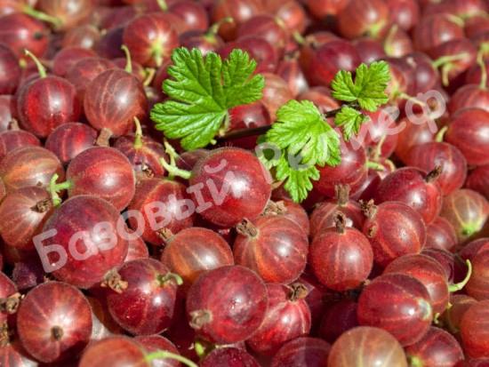 Крыжовник Хиннонмаки Рот