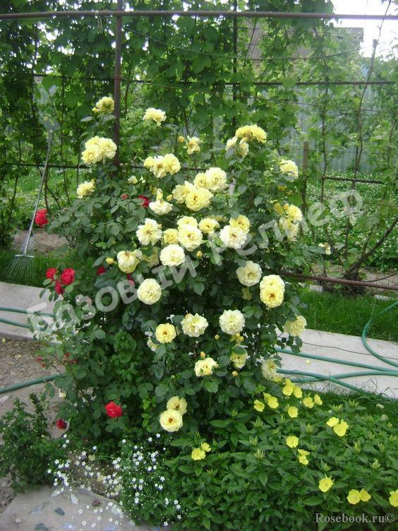 Роза Лихткёниген Лючия