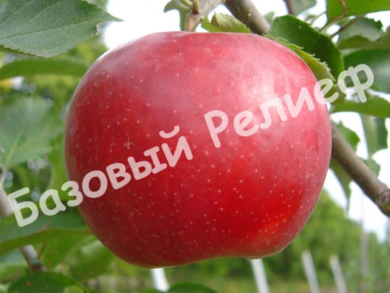 Саженцы яблони Деличия