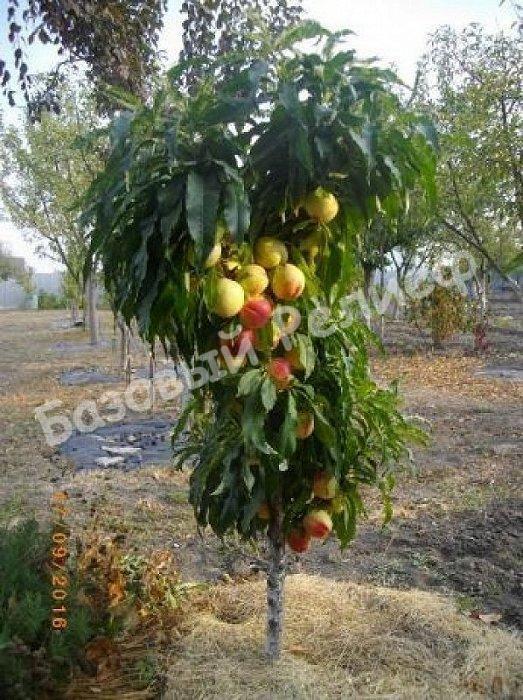 Персик колоновидный Сувенир