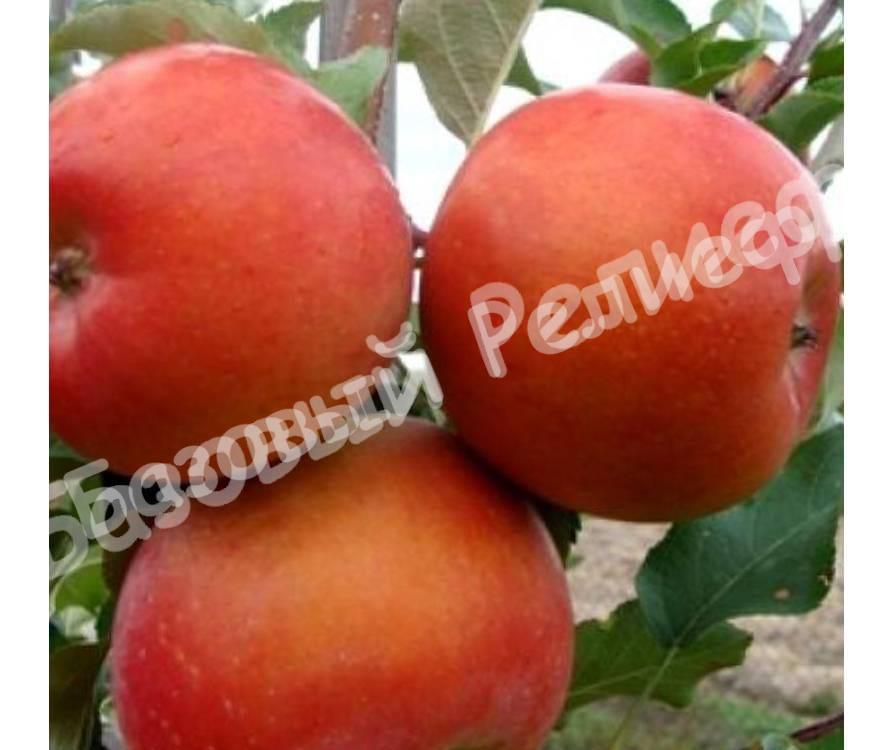 Саженцы яблони Бени Шогун