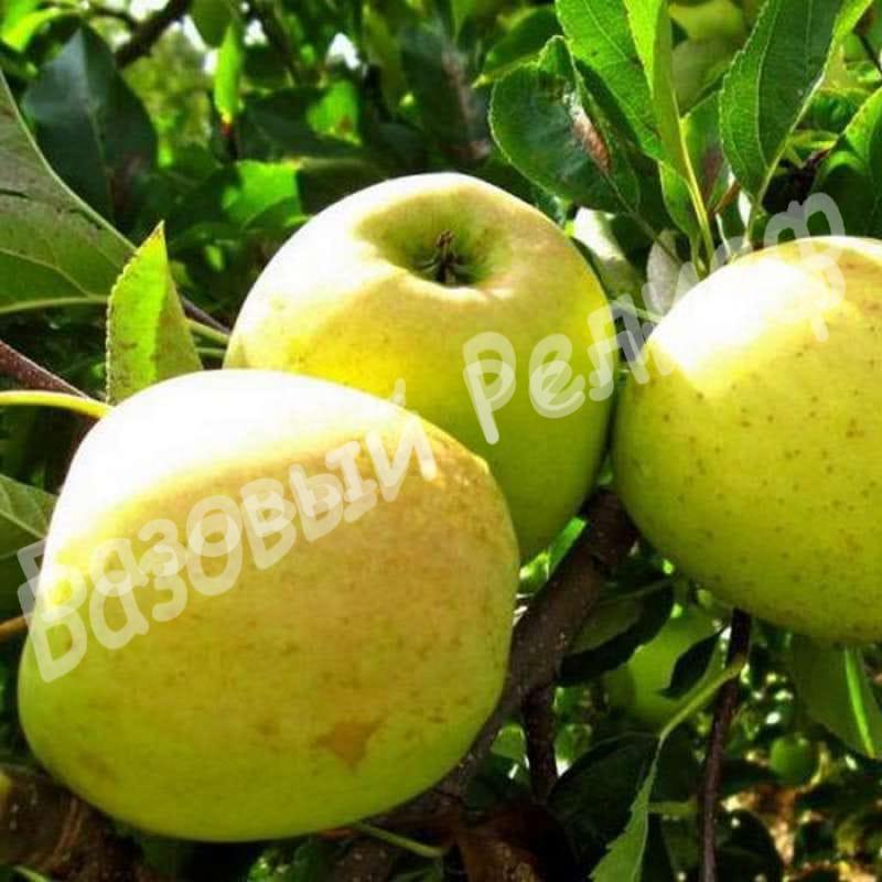 Саженцы яблони Орион