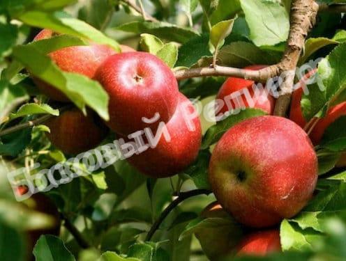Саженцы яблони Женева Эрли