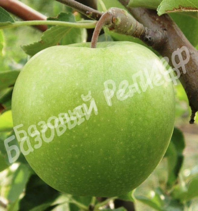 Саженцы яблони Гренни Смит