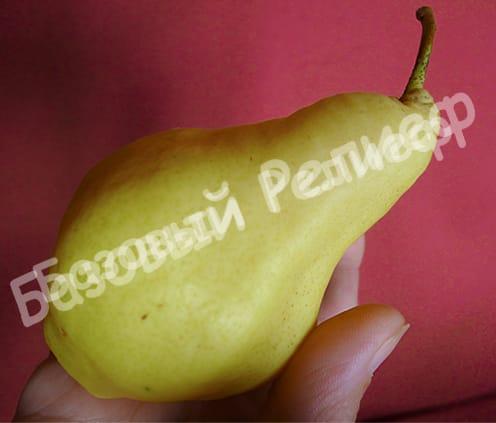 Груша Видная (Бугристая)