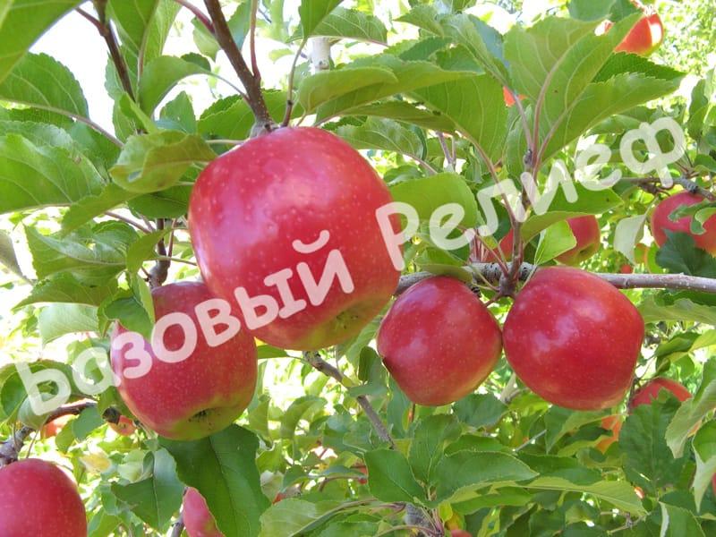 Яблоня Беркутовское