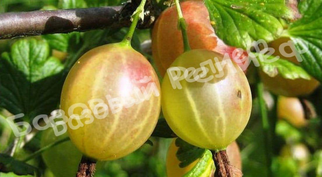 Крыжовник Алтайский