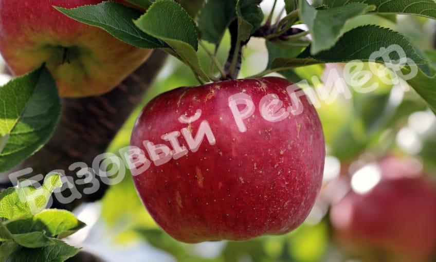 Саженцы яблони Бребурн