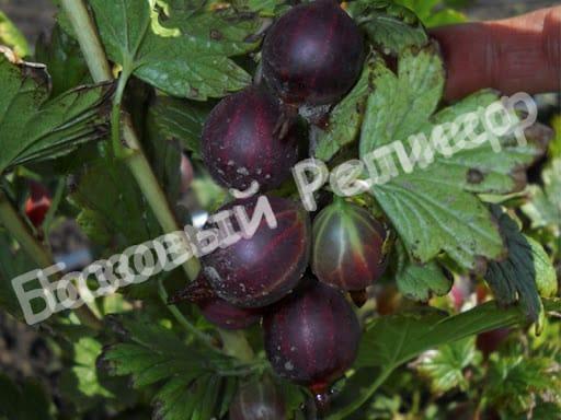 Крыжовник Черный бархат