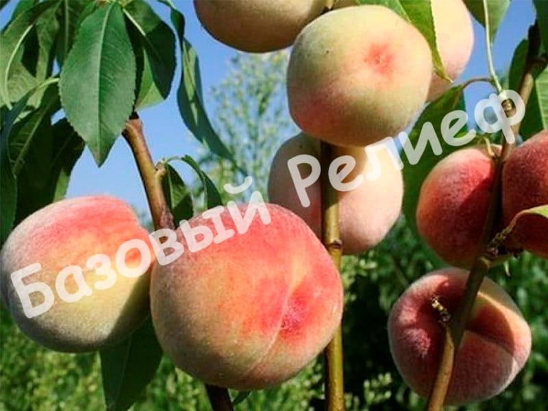 Персик Донецкий белый