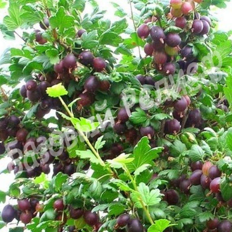 Крыжовник Черномор