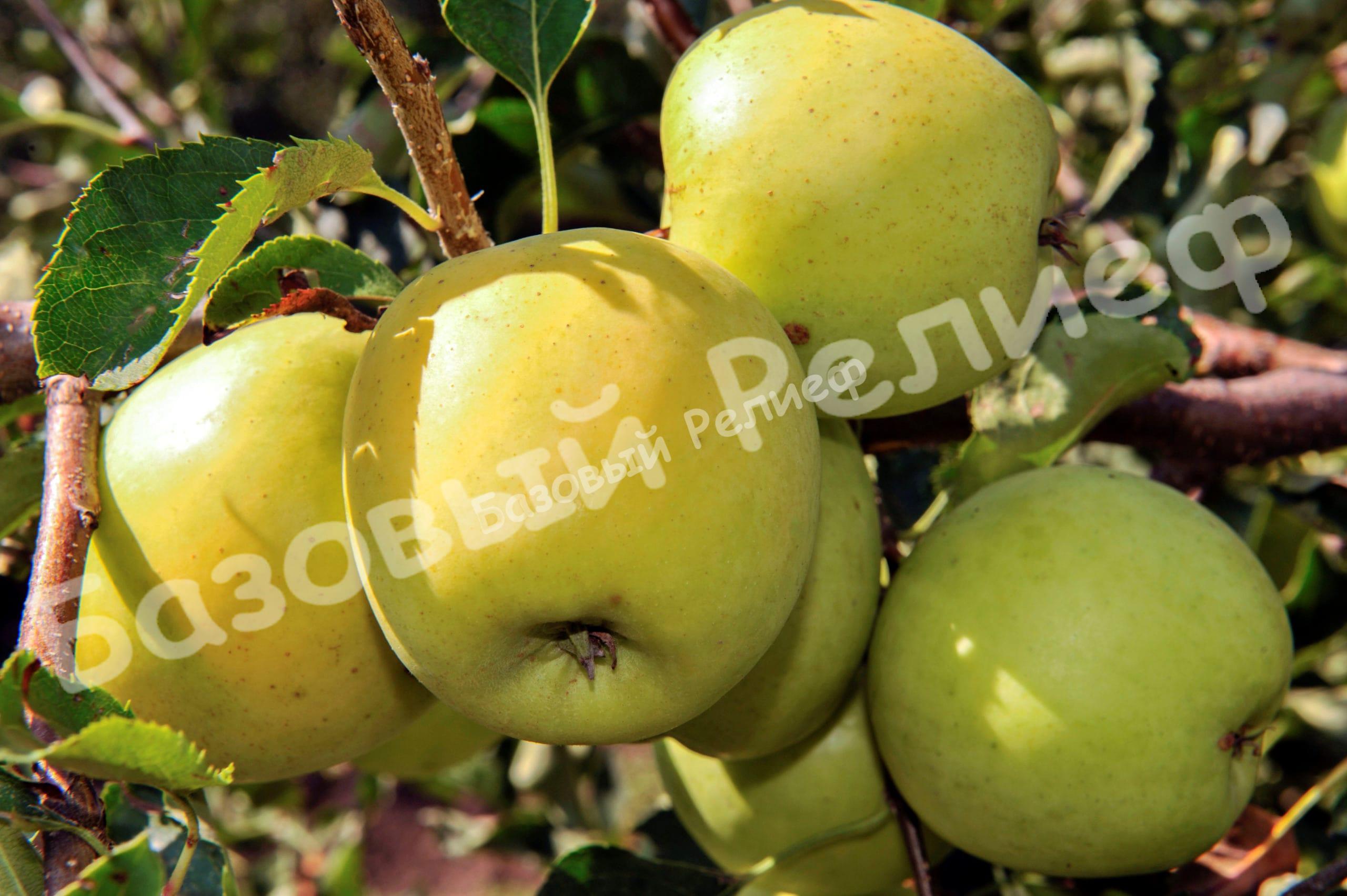 Саженцы яблони Голден Резистент