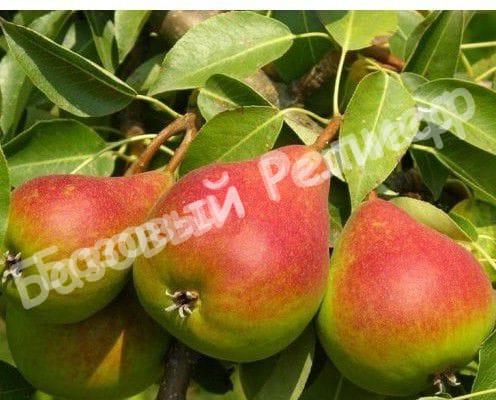 Груша Северянка краснощекая