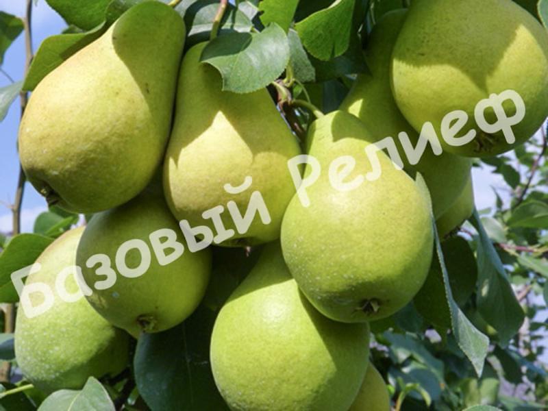 Груша Августовская роса
