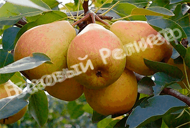Груша Елена