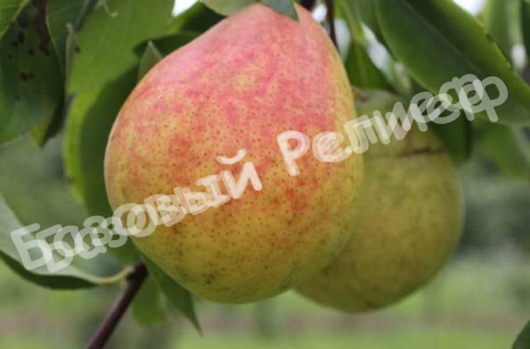 Груша Кокинская