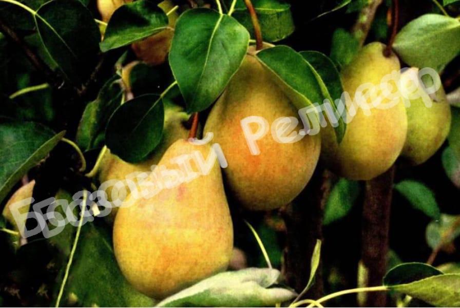 Груша Плодовая Валентина
