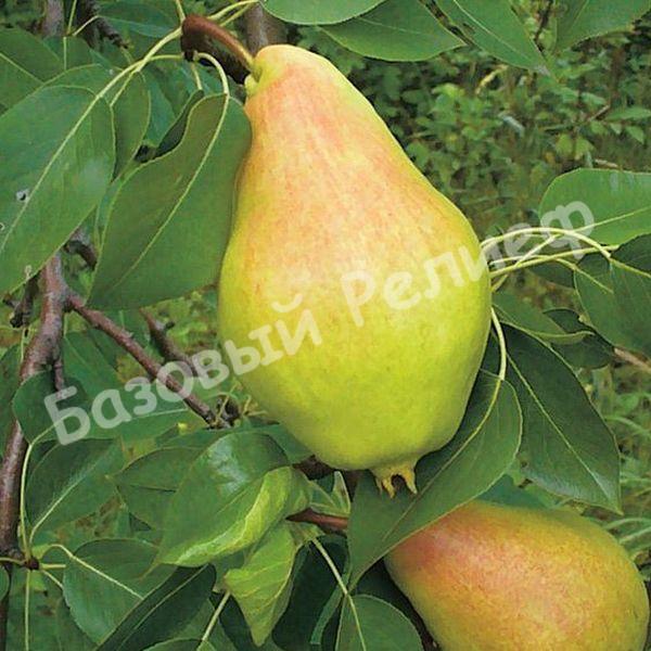 Груша Видная (Бугристая)