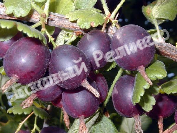 Крыжовник бесшипный Грушенька
