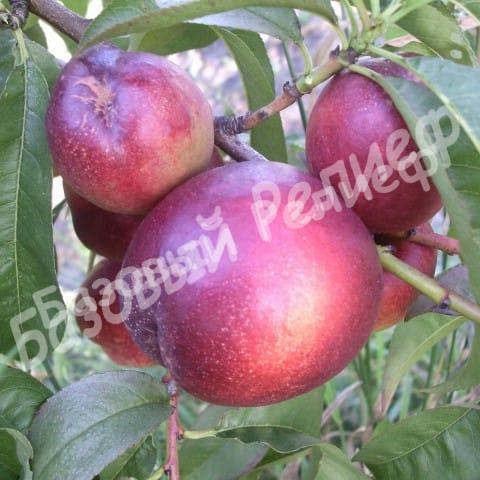 Нектарин обыкновенный Харко