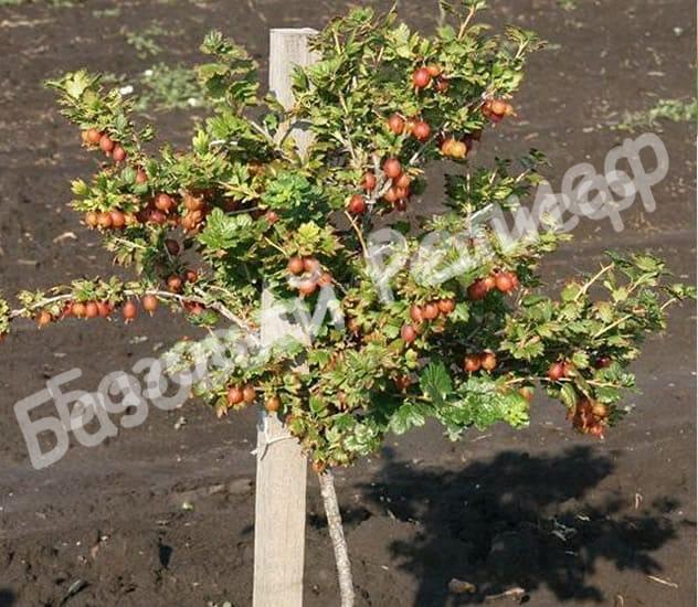 Крыжовник Хиннонмаки Ред на штамбе