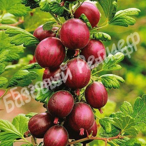 Крыжовник Хиннонмаки Ред на штамбе
