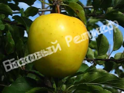 Саженцы яблони Голден Резистент
