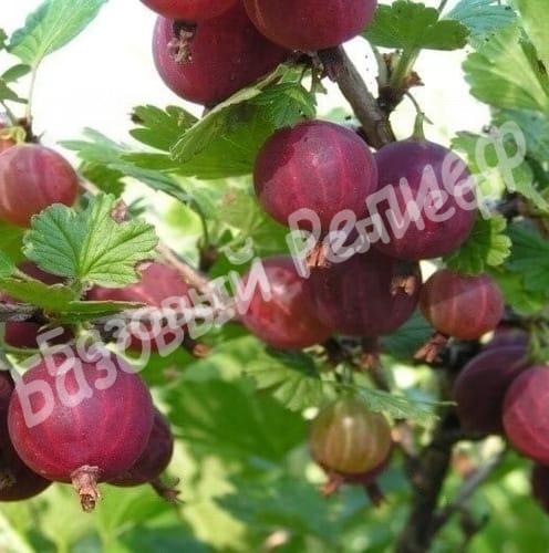 Крыжовник Красный триумф